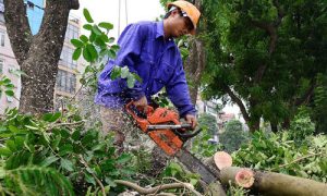 Dịch vụ chặt cây Cây xanh Miền Nam