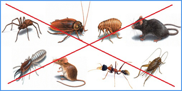 image 12 - Diệt mối, diệt côn trùng