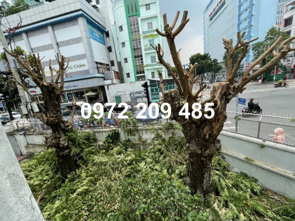DV CHAT CAY MIEN NAM 301 1024x768 - Dịch vụ chặt cây
